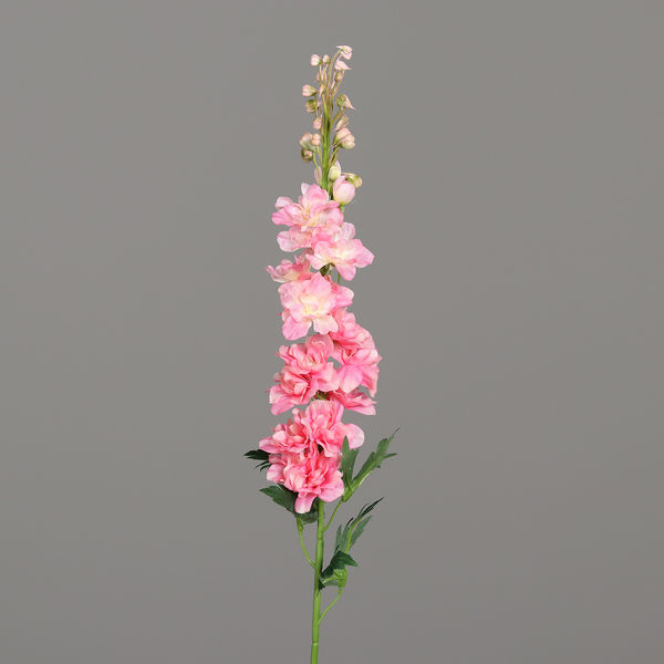 Rittersporn pink 78cm