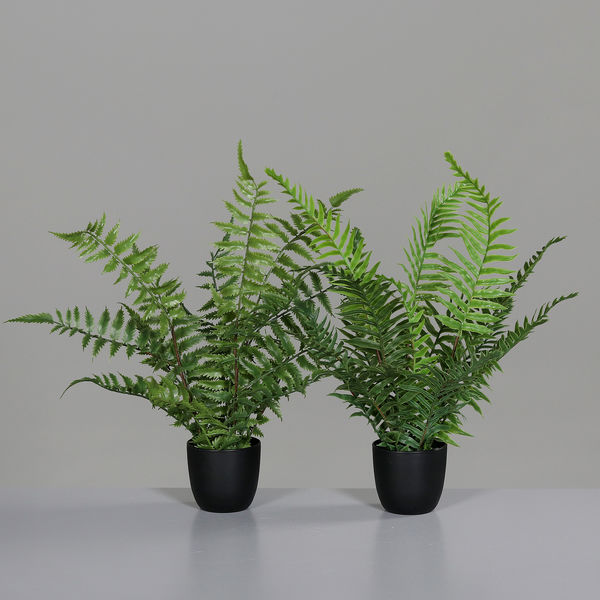 Farn 2fs. 6cm
