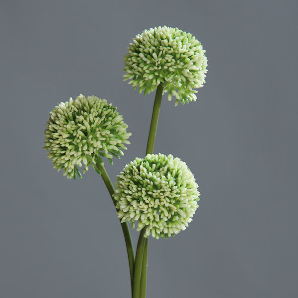 Alliumset cream 46cm