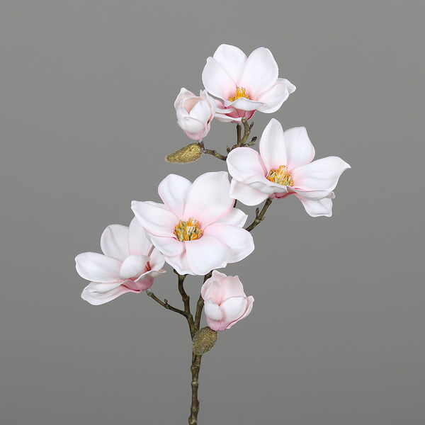 Magnolien Pick 6 Blüten rosee 66cm