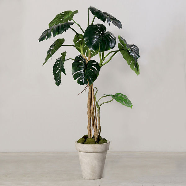 Philodendron Monstera 160cm