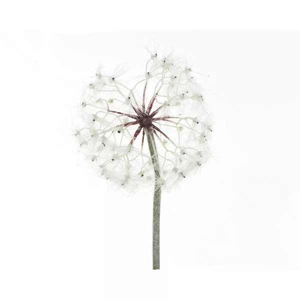 Löwenzahn weiß 90cm