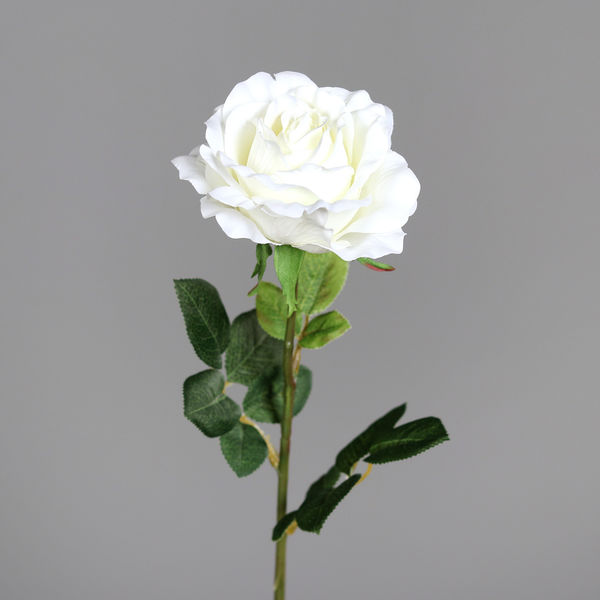 Rose x1 cream 58cm