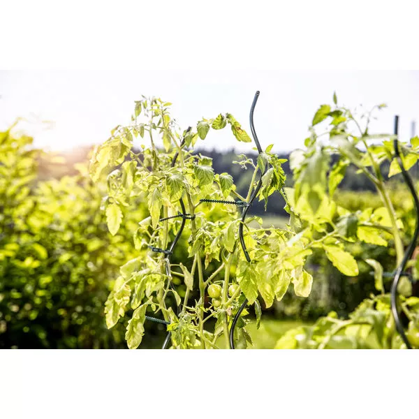 05639 05642 05647 Tomaten-Spiralstab grün 06