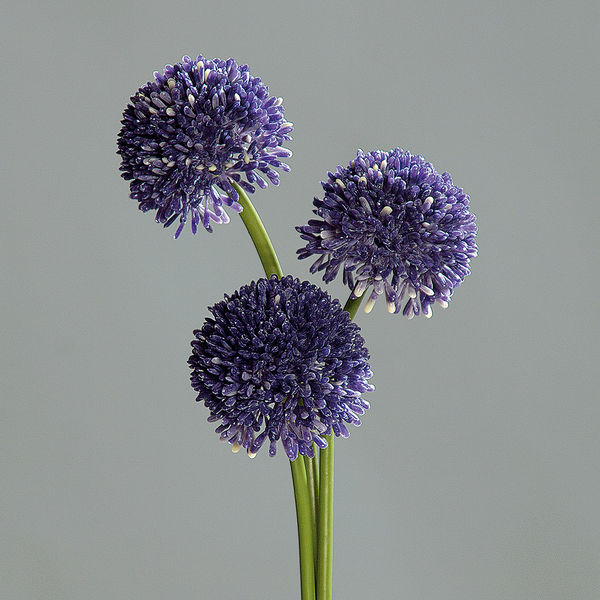 Alliumset lavender 46cm