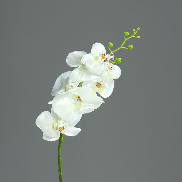Orchidee Phalaenop. 7 Blüten cream 83cm
