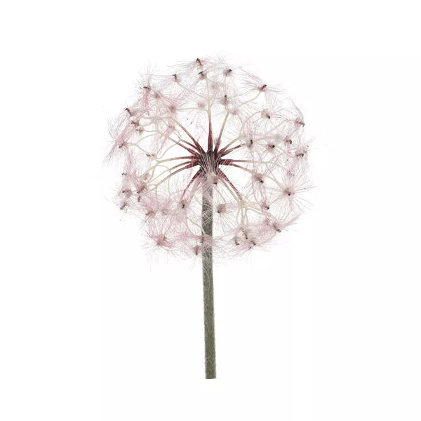 Löwenzahn rosa 86cm