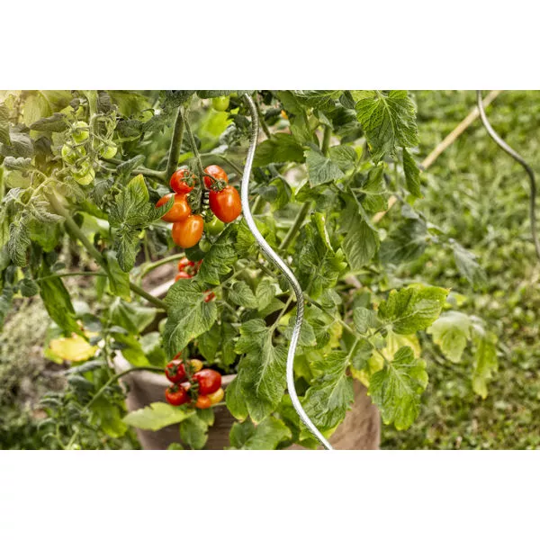 05613 tomatenspiralstab gerippt x02-WP446 05613 tomatenspiralstab gerippt x02-WP446