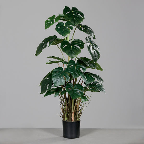 Monstera 82cm