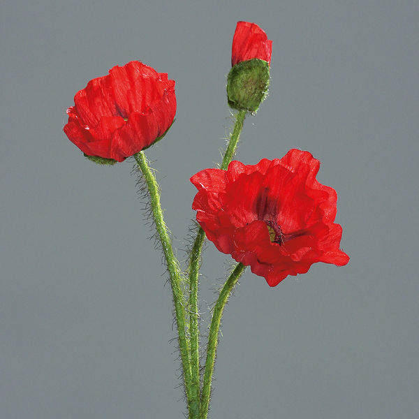 Mohn mit 3 Blüten red 48cm