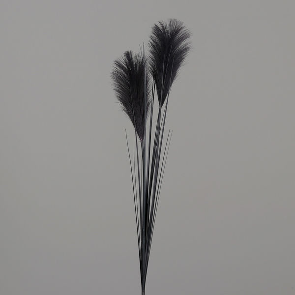 Pampas Gras Wedel black 106cm