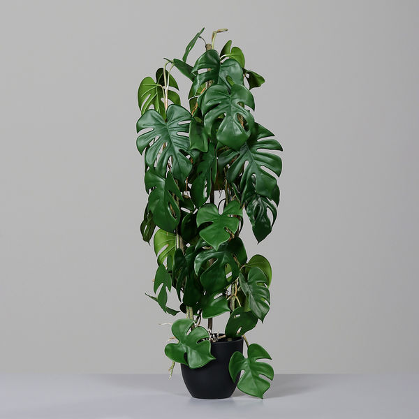 Monstera Ranke 78cm
