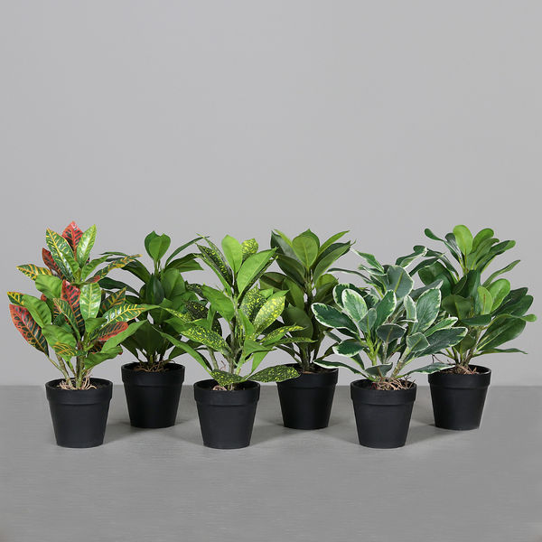 Grünpflanzen x6 sortiert 28cm