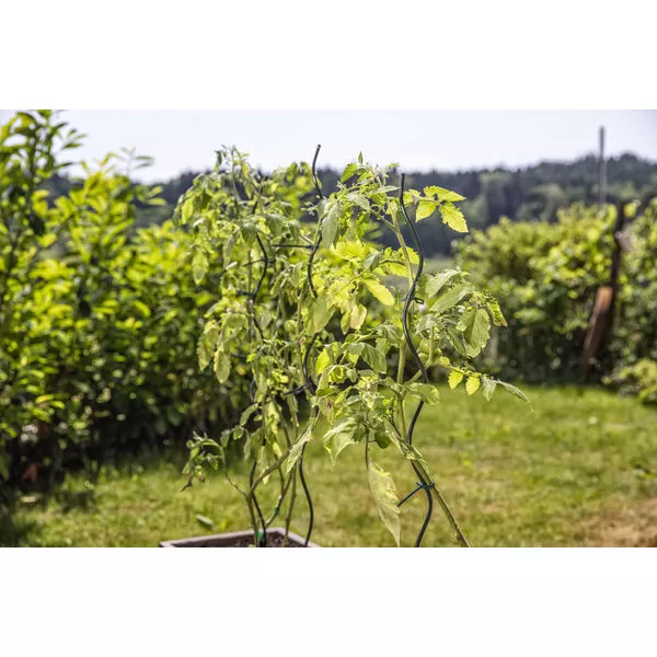 05639 05642 05647 Tomaten-Spiralstab grün 03
