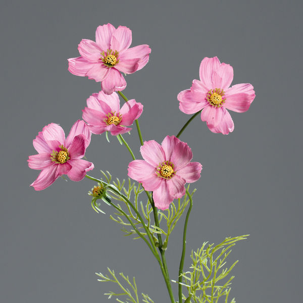 Cosmea x5 pink 67cm