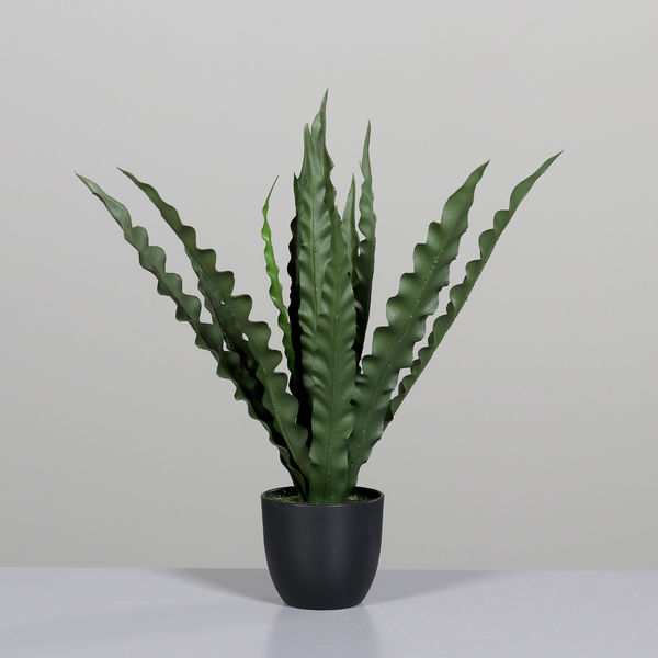 Farn 38cm