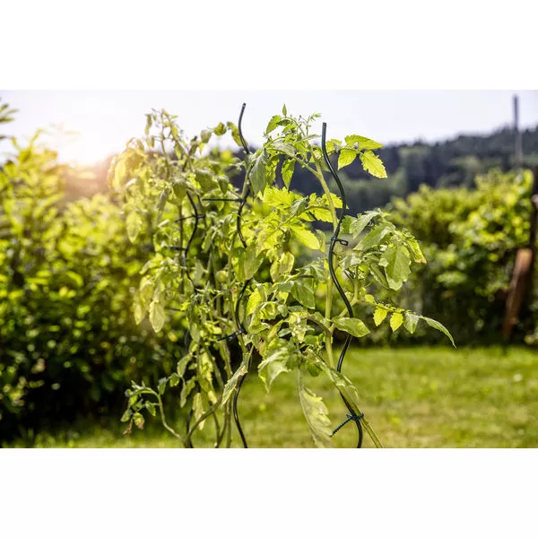 05639 05642 05647 Tomaten-Spiralstab grün 02